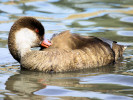 Red-Crested Pochard (WWT Slimbridge August 2010) - pic by Nigel Key